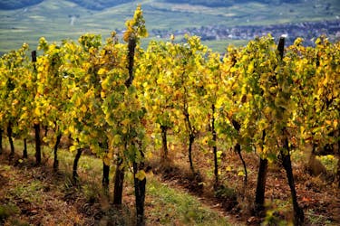 Alsace Grands Crus wine tour excursão privada de dia inteiro saindo de Colmar
